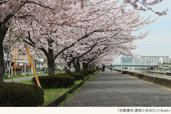 【期間限定】桜マップ(浦安市周辺)